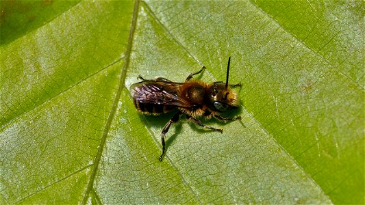 Osmia cf. caerulescens (Stahlblaue Mauerbiene) - Männchen