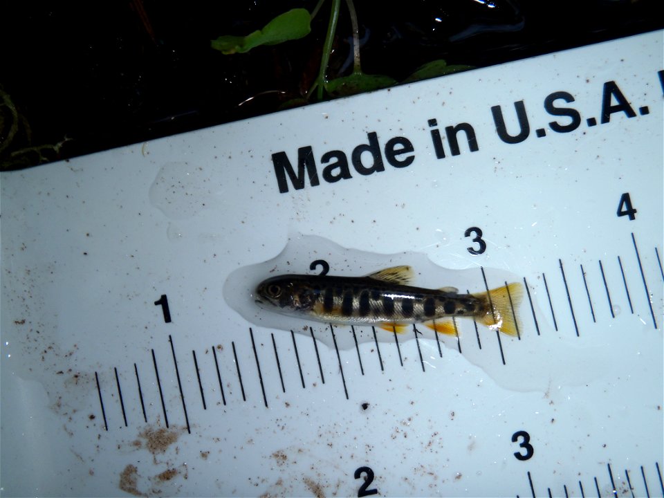 Young-of-Year Brook Trout