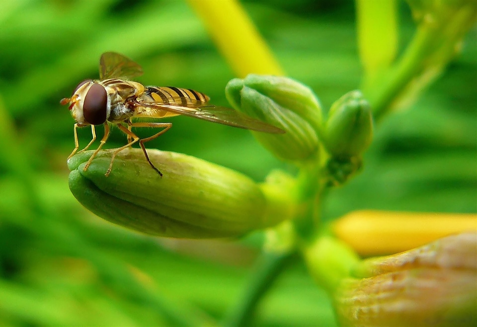 Insect macro nature macro