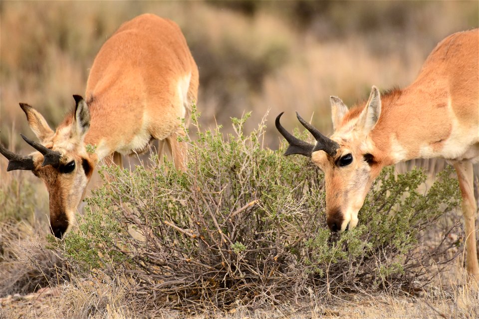 Pronghorn at Seedskadee National Wildlife Refuge