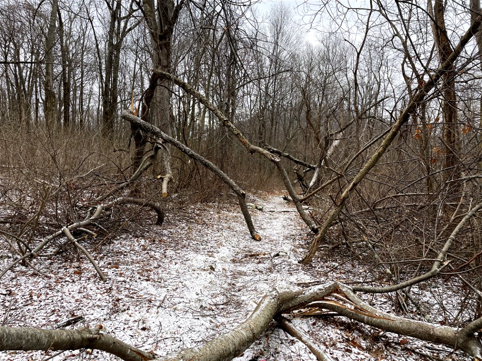 Downed trees on Pass Mountain Trail