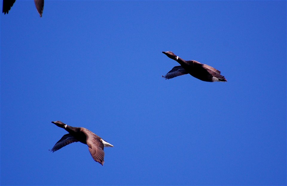 Brant at Izembek Lagoon
