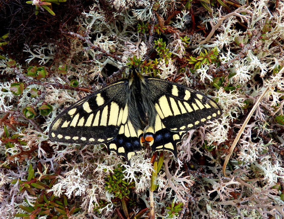 Old World Swallowtail_6-7-2011
