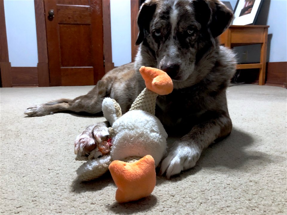 The Three Acts  of Dog Play: (2) Temptation