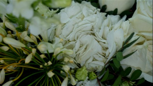 flori_flowers-wife-2023_0216_162227