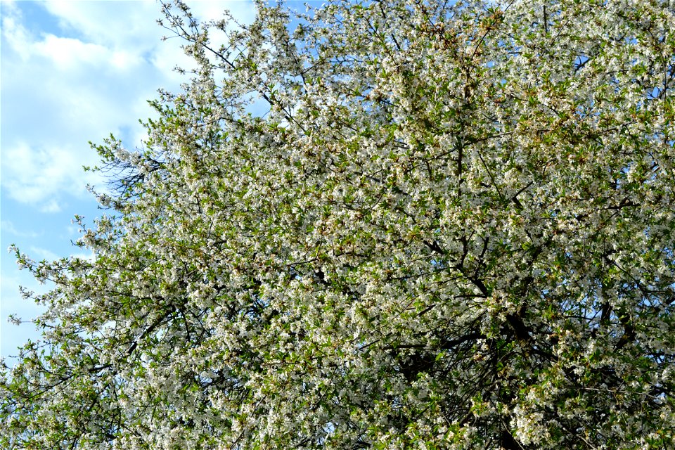 Spring ,April 2023