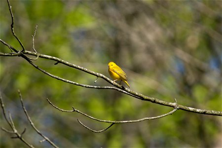 Yellow Warbler
