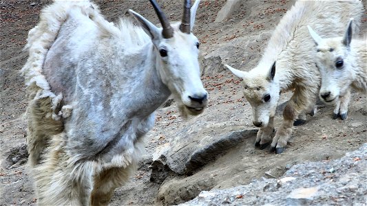 MOUNTAIN GOAT (Oreamnos americanus) (07-19-2022) hart pass, okanogan co, wa -01 photo