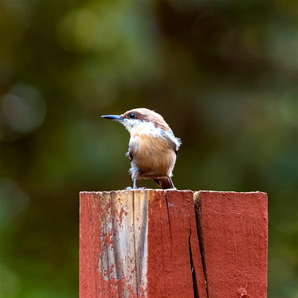 Day 274 - Dramatic Nuthatch photo