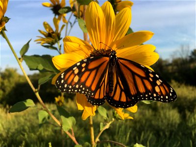 Monarch Butterfly photo