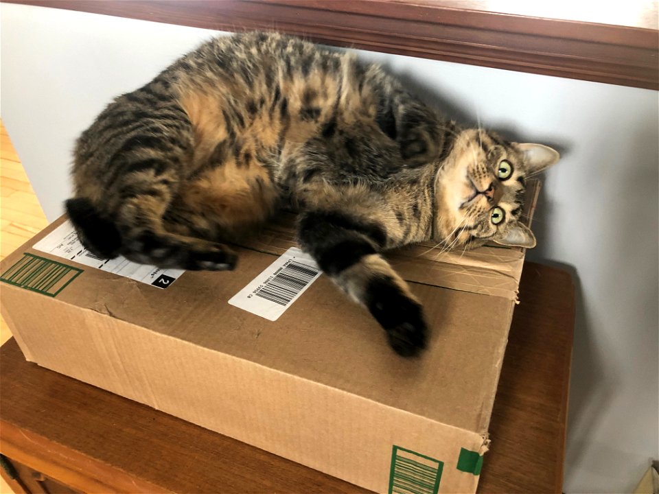 Look! I Can Roll Like Felix!