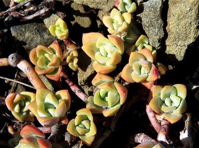 020 - POINT ST GEORGE (9-28-2021) from the south lookout point -06 broad-leafed stonecrop (sedum spathulithfolium)