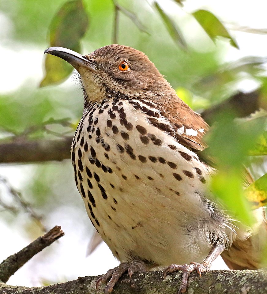 765 - LONG-BILLED THRASHER (12-16-2022) national butterfly center, mission, hidalgo co, tx -02
