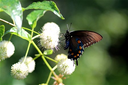 Pipevine swallowtail on buttonbush photo
