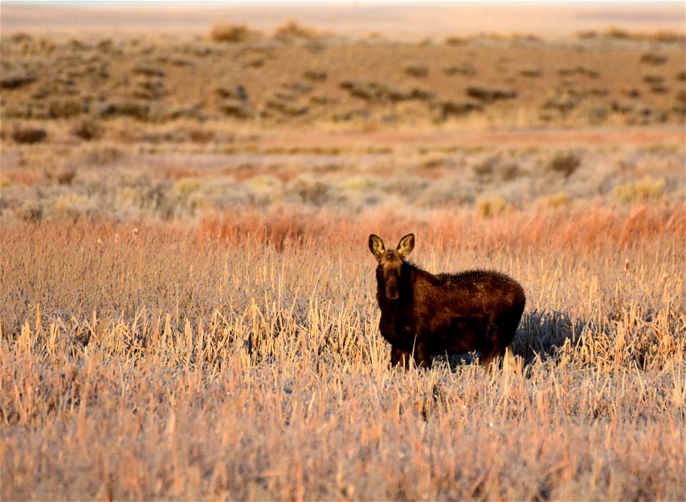 Moose at Seedskadee National Wildlife Refuge