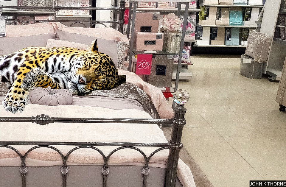 Leopard 🐆