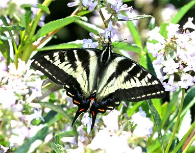 SWALLOWTAIL, PALE (Papilio eurymedon) (6-28-2021) 5000 ft, jawbone rd & bear basin rd jct, smith river nat rec area, del norte co, ca -01