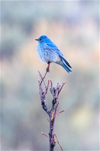 Mountain bluebird on a cool morning