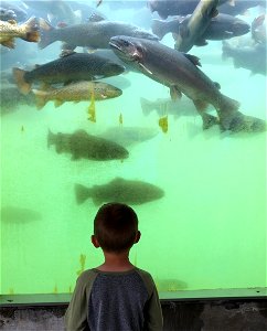 Viewing Trout Underwater at D.C. Booth Historic National Fish Hatchery photo