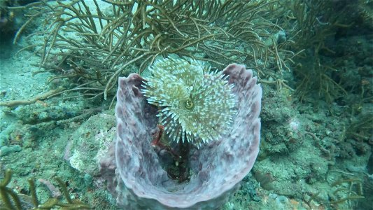 Feather Duster Worm in Barrell Sponge Tayrona National Park Diving Taganga Colombia