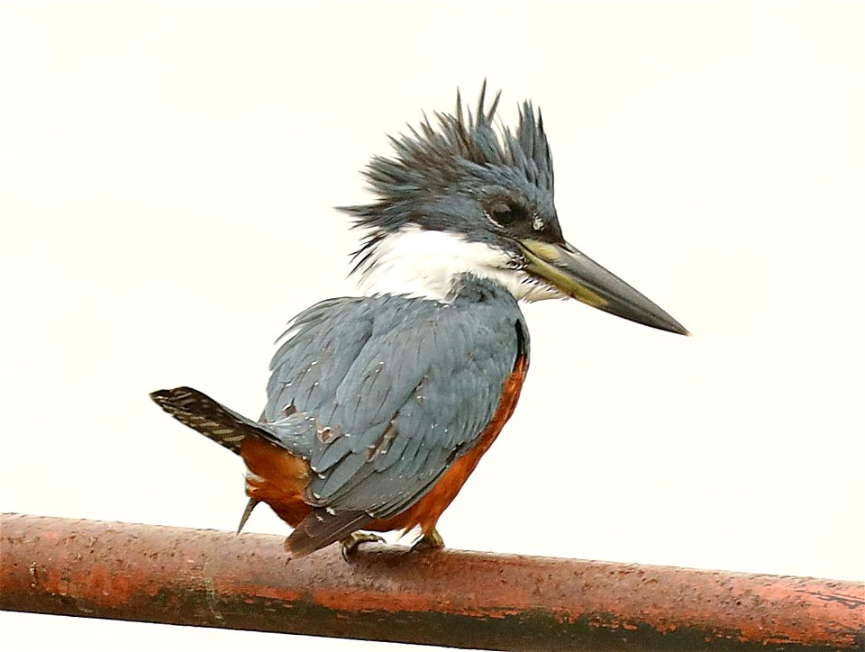 517 - RINGED KINGFISHER (12-18-2022) bentsen rio grande state park, hidalgo co, tx -01
