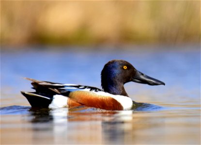 Northern shoveler at Seedskadee National Wildlife Refuge photo