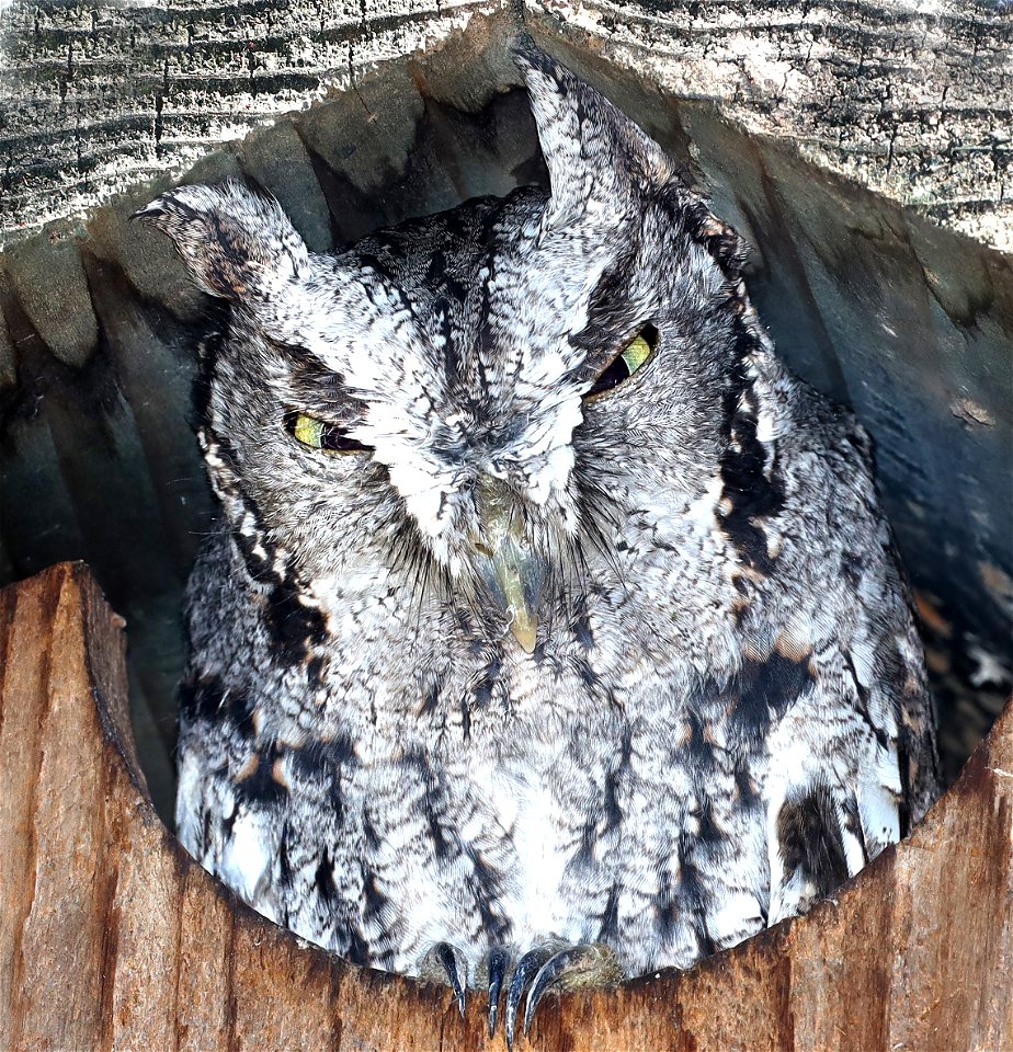 453b - MCCALL'S SCREECH-OWL (11-30-2021) nat butterfly center, mission, hidalgo co, tx -05