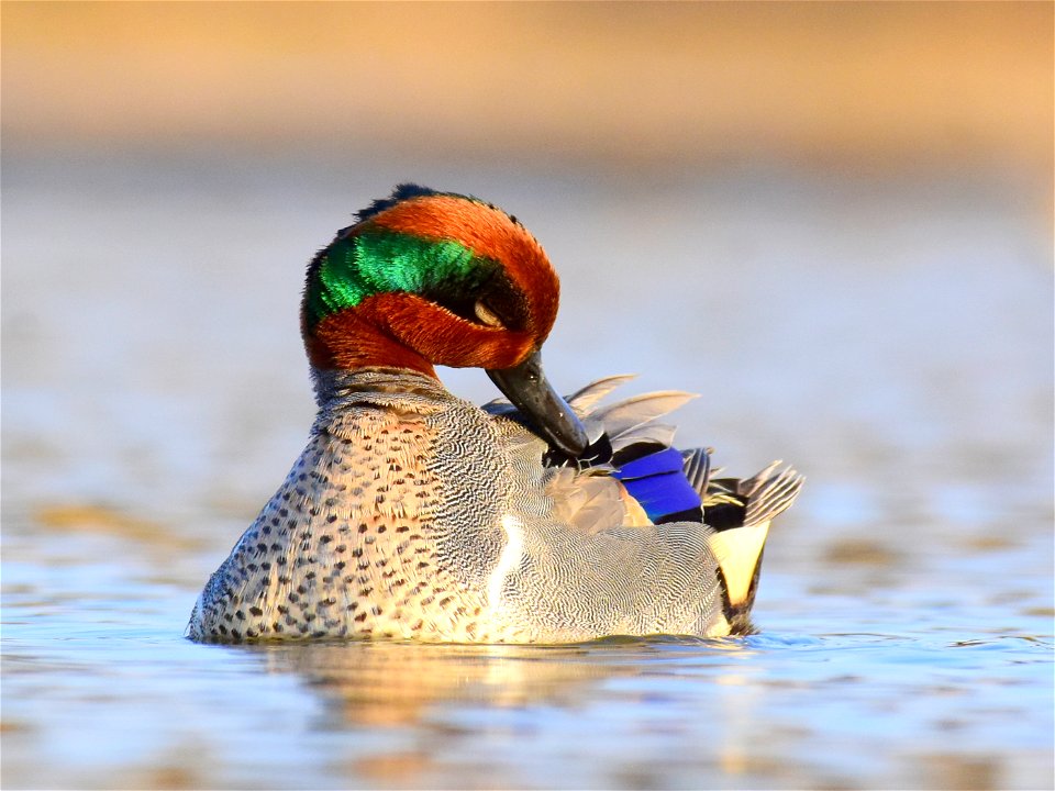 Green-winged teal at Seedskadee National Wildlife Refuge