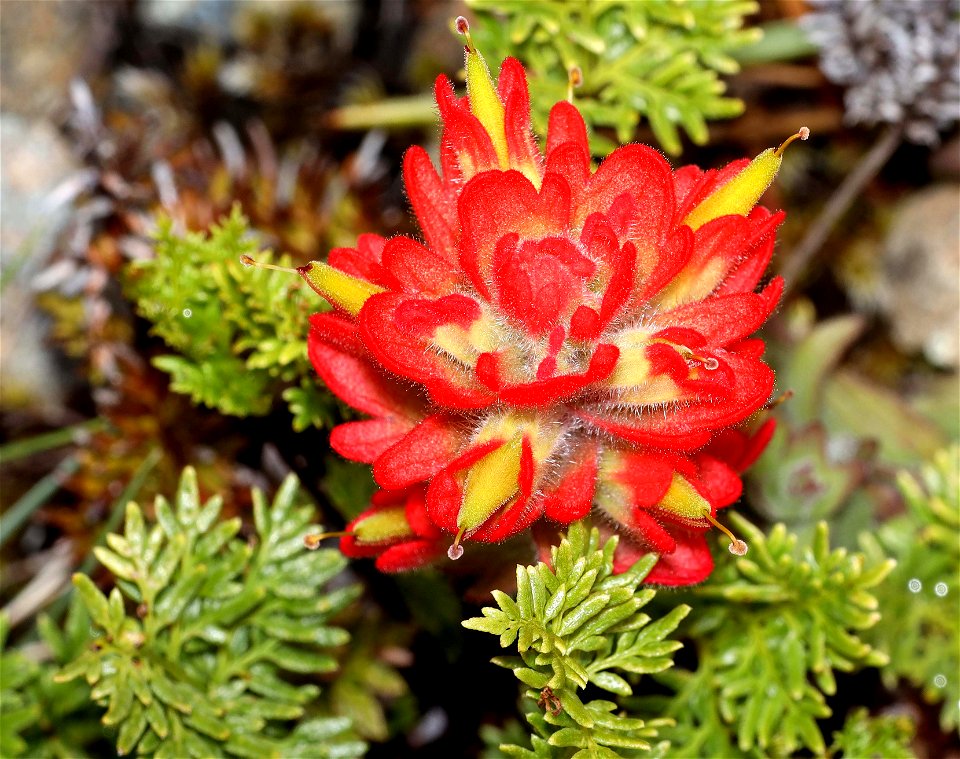 Castilleja affinis (Indian Paintbrush) (06-06-2022) low divide road, smith river national reec area, del norte co, ca -02