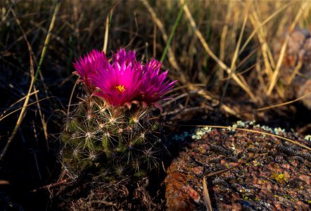 Blooming ball cactus photo