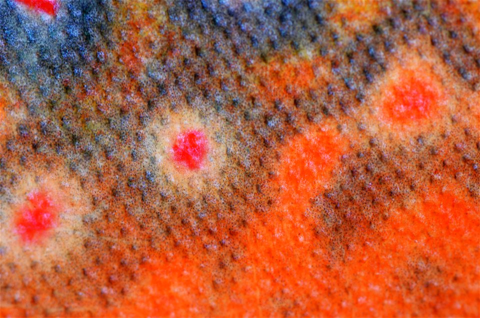 Male Pigmentation