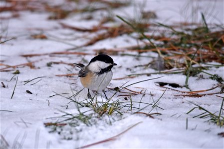 Black-capped chickadee photo