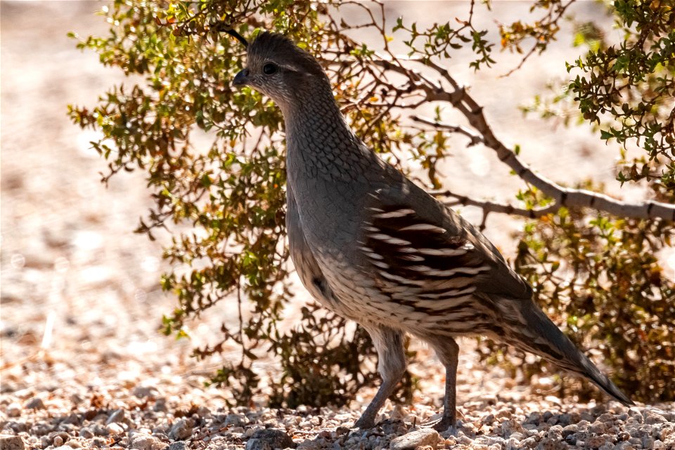 Gambel's quail (Callipepla gambelii)