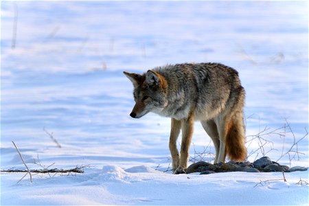 Coyote photo