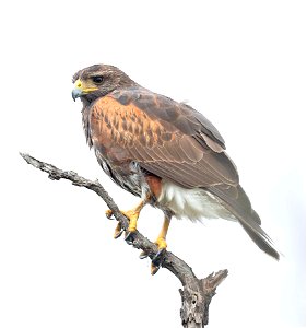 221 - HARRIS'S HAWK (12-19-2022) bentsen rio grande state park, hidalgo co, tx -01