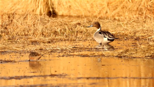 Northern Pintail Drake Huron Wetland Management District photo