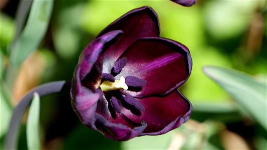 Violette Tulpenblüte