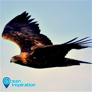 MBNMS golden eagle photo