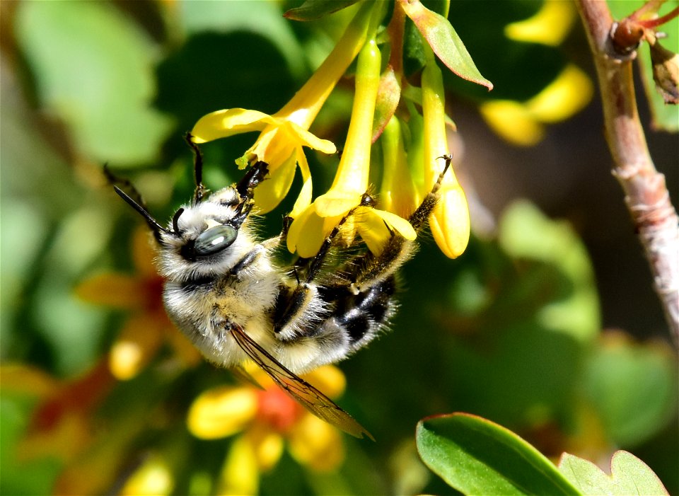 Digger bee at Seedskadee National Wildlife Refuge