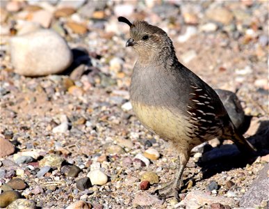 Gambel's quail in Arizona