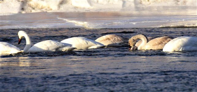 Trumpeter swans at Seedskadee National Wildlife Refuge