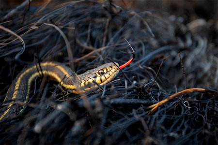 Garter snake photo
