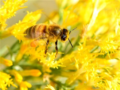 Western honeybee on rubbber rabbitbrush photo