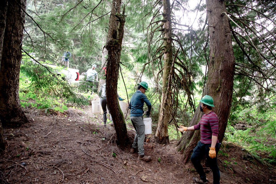 WTA-Wagon Trail to Franklin Falls Snoqualmie Pass-19