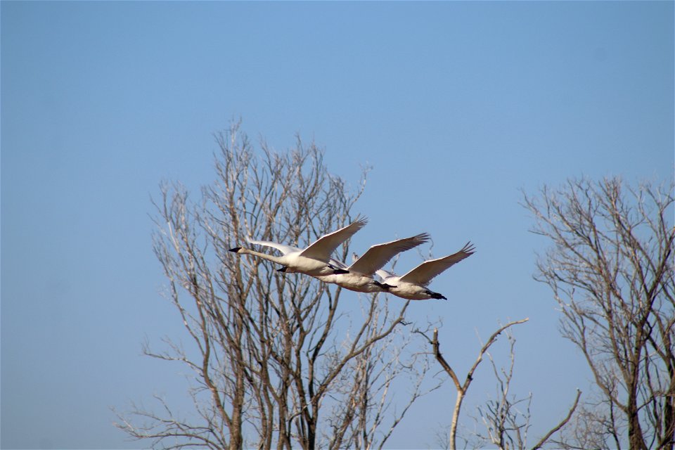 Trumpeter Swans Owens Bay Lake Andes National Wildlife Refuge South Dakota