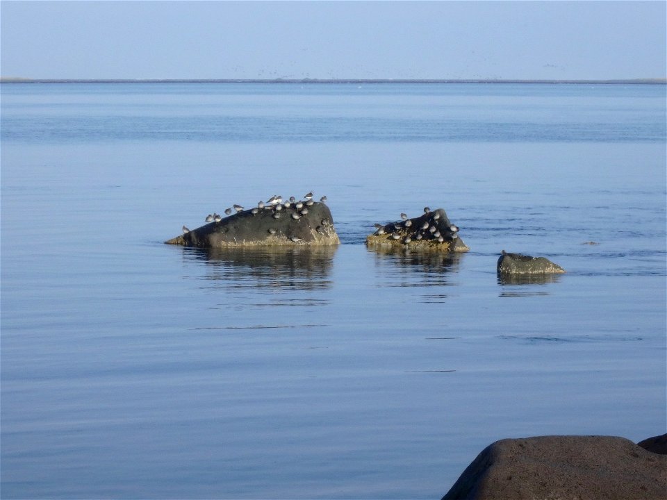 Rock Sandpipers on rock