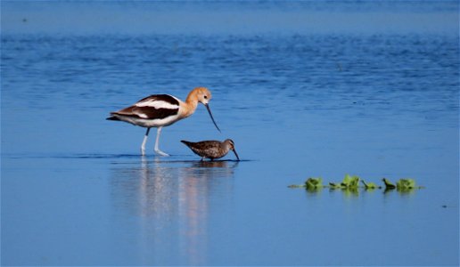 Avocet and Stilt Sandpiper