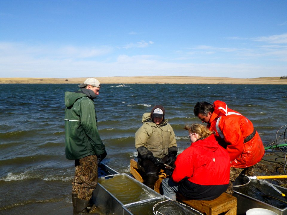 Northern Pike Spawning photo