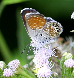 PYGMY-BLUE, WESTERN (Brephidium exile) (12-31-2021) the butterfly center, mission, hidalgo co, tx -01