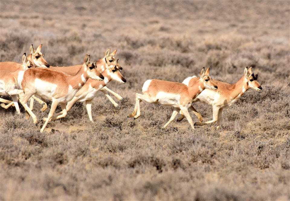 Pronghorn at Seedskadee National Wildlife Refuge